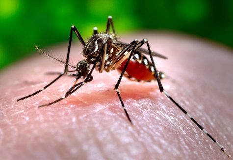 Zika Will Kill You!