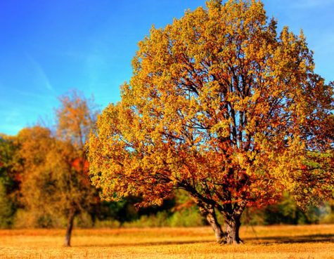 Fall Playlist