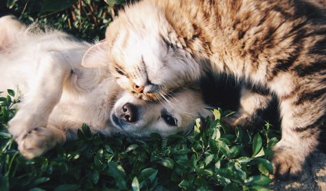 Letters to Cat and Dog People