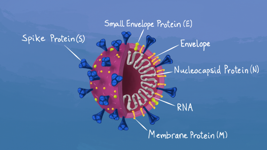 Diagram of the COVID-19 virus.