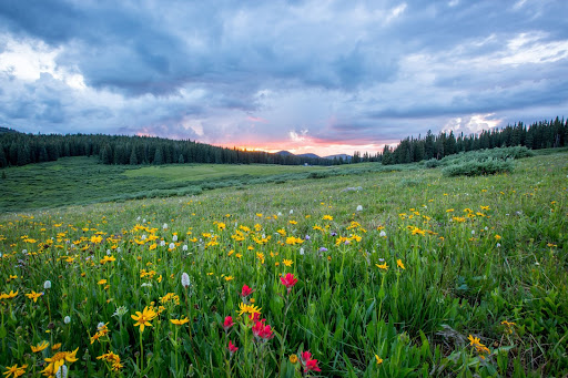 Spring Flowers